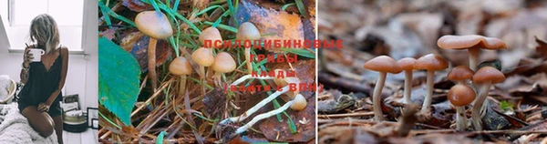 каннабис Новодвинск